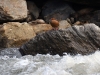 dsc 6200.jpg Merganette des torrents femelle Merganetta armata sur le rio Capallarca au lodge Guango