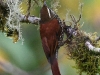 dsc 6585.jpg Anabasite perlé Margarornis squamiger au lodge San Isidro