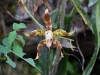 dsc 4555.jpg Orchidée chez Vinicio Perez (Birdwatcher's House)