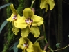 dsc 6334.jpg Orchidées au Guango lodge