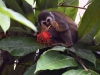 dsc 6930.jpg Singe-écureuil commun ou saïmiri commun Saimiri sciureus dans les jardins de l'hôtel El Auca à Coca