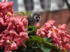 dsc 6936.jpg Singe-écureuil commun ou saïmiri commun Saimiri sciureus dans les jardins de l'hôtel El Auca à Coca