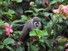 dsc 6937.jpg Singe-écureuil commun ou saïmiri commun Saimiri sciureus dans les jardins de l'hôtel El Auca à Cauca