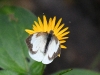 dsc 4344.jpg Papillon à Bellavista