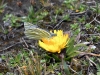 dsc 5760.jpg Papillon dans la réserve de l'Antisana