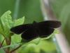 dsc 6302.jpg Papillon au Guango lodge
