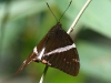 dsc 6825.jpg Papillon à Narupayacu
