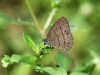 dsc 6850.jpg Papillon à Narupayacu
