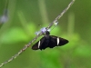 dsc 7314.jpg Papillon sur une île du fleuve Napo