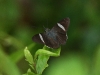 dsc 7315.jpg Papillon  sur une île du fleuve Napo