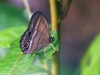 dsc 7316.jpg Papillon sur une île du fleuve Napo