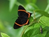 dsc 7318.jpg Papillon sur une île du fleuve Napo