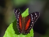 dsc 7323.jpg Papillon Anartia amathea sur une île du fleuve Napo