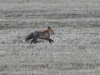 dsc 4611.jpg Renard roux Vulpes vulpes sur l'île de Saaremaa