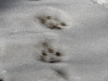 dsc 5228.jpg Traces de loup en Estonie centrale