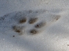 dsc 5230.jpg Traces de loup en Estonie centrale