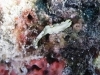 img 0260.jpg Eurylepta sp. imitant le nudi Glossodoris atromarginata à Mabul Froggy Lair