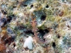 dsc 0048.jpg Nudibranche Flabellina exoptata à Cherrie's reef, Milne bay, PNG