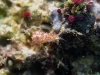 dsc 0118.jpg Nudibranche Flabellina rubrolineata à Tania's reef, Milne bay, PNG