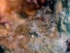 dsc 0519.jpg Nudibranche Flabellina exoptata à Killibob's knob, Father's reef, PNG