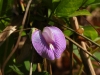 dscn 0152.jpg Fleur à Nimbrokrang