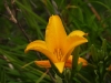 dscn 8447.jpg Fleur à Syoubri dans les Arfak