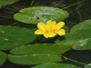 dsc 1447.jpg Petit nénuphar jaune Nymphoides peltata sur le canal Caraoman-Crisan