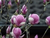 dsc 6589.jpg Fleurs de magnolia sur la route vers Narodny Park en Slovaquie
