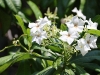 CH8A 7882.jpg Fleurs à Phantai Norasing