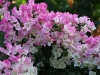 CH8A 8040.jpg Bougainvilliers à Amphoe Kaen Krachan