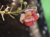 CH8A 8344.jpg Fleurs à  Wat Chaloem Phrakiat Worawiharn