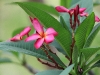 CH8A 8457.jpg Fleurs Temple Wat Chaloem Phrakiat Worawiharn