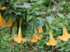 CH8A 8613.jpg Datura à Khao Yai