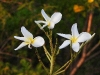 DSCN 0525.jpg Fleurs à Kaeng Krachan