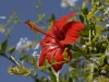 dsc 0224.jpg Hibiscus sur le plateau de Santa Lina à Ajaccio