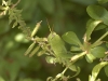 dsc0697.jpg Grande sauterelle verte Tettigonia viridissima à Santa Lina, Ajaccio