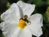 dsc 0052.jpg Petite araignée dans une fleur de ciste de Montpellier sur le plateau de Santa Lina à Ajaccio