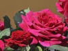 dsc 2817.jpg Roses à Herrera de Alcantara