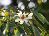 CH8A 1199.jpg Fleurs sur la route de Dirang à Mandala 