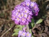 CH8A 1340.jpg Fleurs en bord de route au retour du col de Sela 