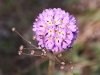 CH8A 1345.jpg Fleurs en bord de route au retour du col de Sela