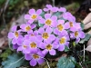 CH8A 1382.jpg Fleurs sur la route de Dirang à Mandala 