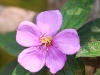 CH8A 1521.jpg Fleur à Baligora Eco Camp, Sonitpur, Assam