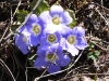 DSCN 5483.jpg Fleurs à Mandala