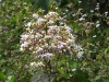 DSCN 5944.jpg Fleurs à Nameri, Assam