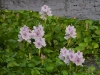 DSCN  6071.jpg  Fleurs de nénuphars à Jia Bhoroli Wildlife Camp, Sonitpur, Assam