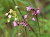 ch8a 3160 Orchidées dans le parc naturel national de Lore lindu au Sulawesi central