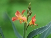 ch8a 3435.jpg Fleurs dans le parc national de Lore lindo à Palu, Sulawesi central