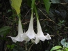 dscn 1584.jpg Datura dans le parc national de Tangkoko, Sulawesi du nord