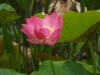 dscn 1699.jpg Fleur de nénuphar dans les jardins du restaurant Gardenia à Tomohon, Sulawesi du nord